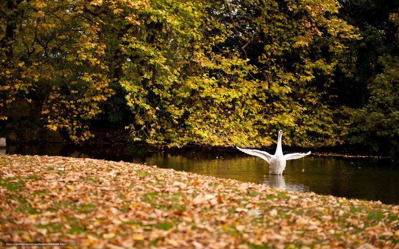 Swan on a pond in autumn