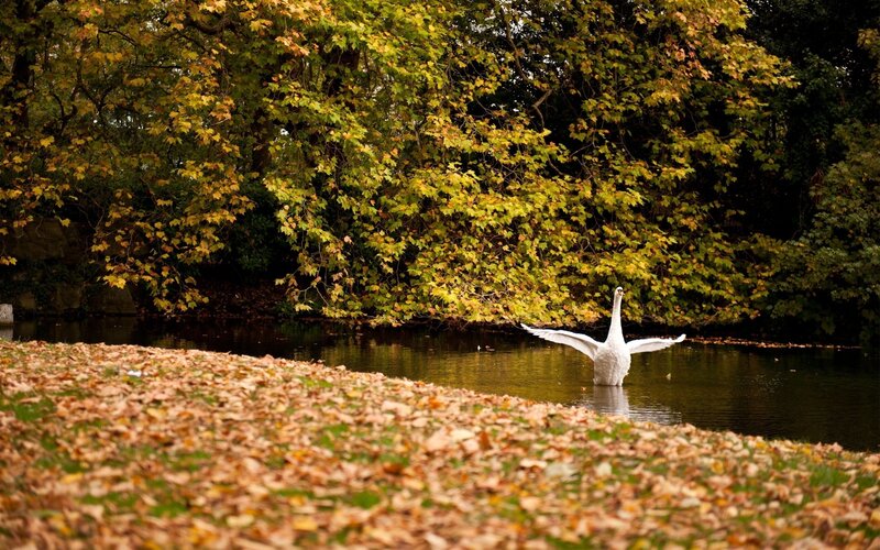 Swan on a pond in autumn