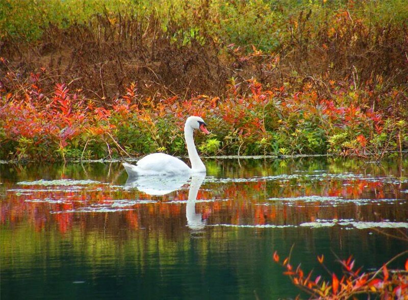 Swan on a pond in autumn