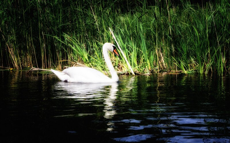 Swan on a pond