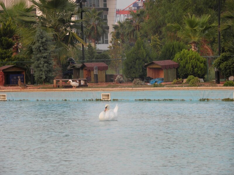 Swan on a pond with ducks