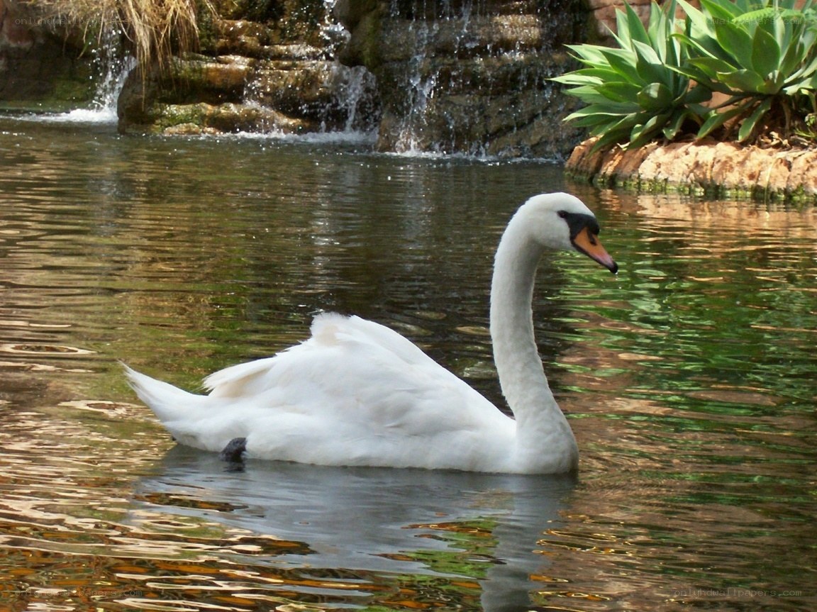 Swan on a pond with waterfall