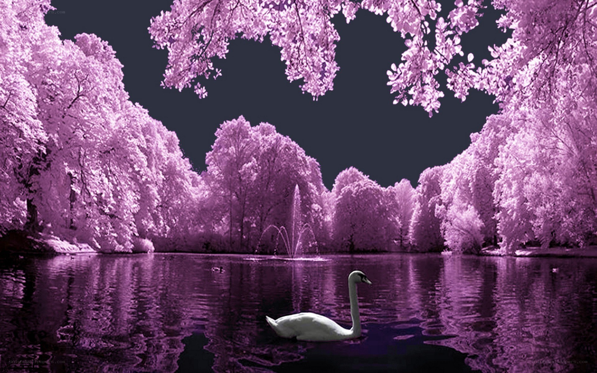 Swan on a purple lake
