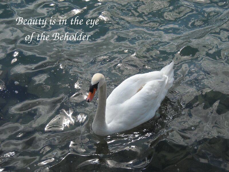 Swan on a rippling lake