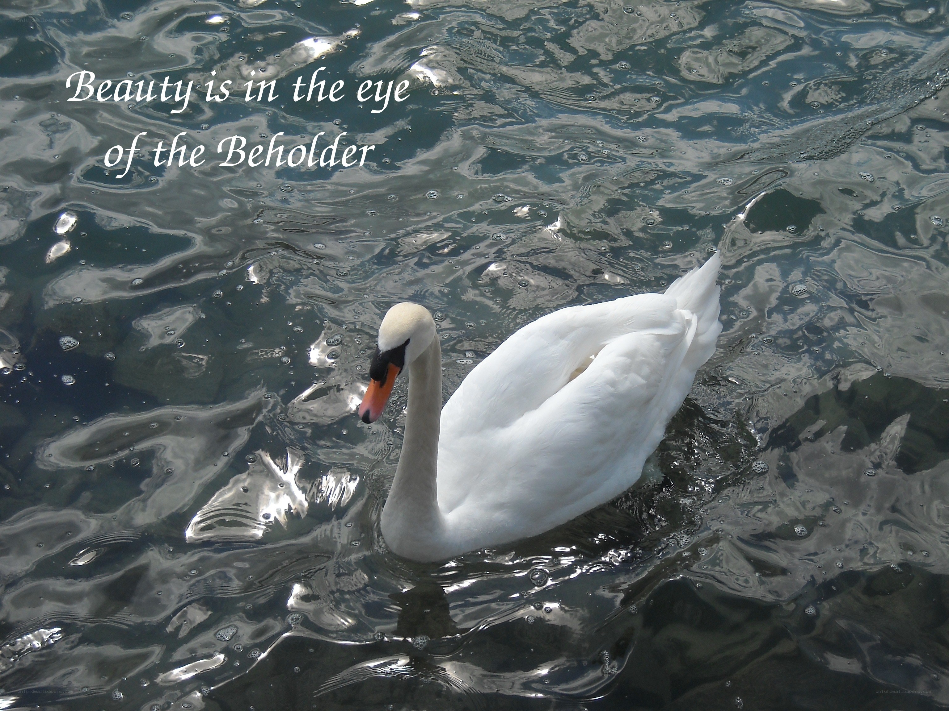 Swan on a rippling lake