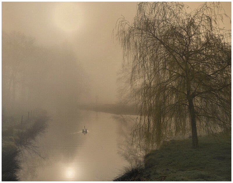 Swan on a River
