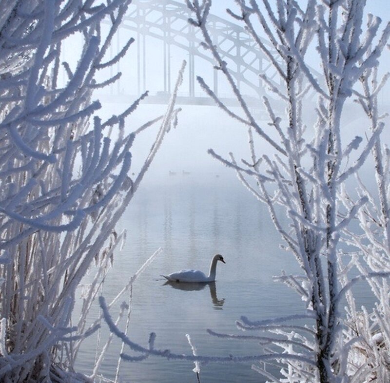 Swan on a River — White