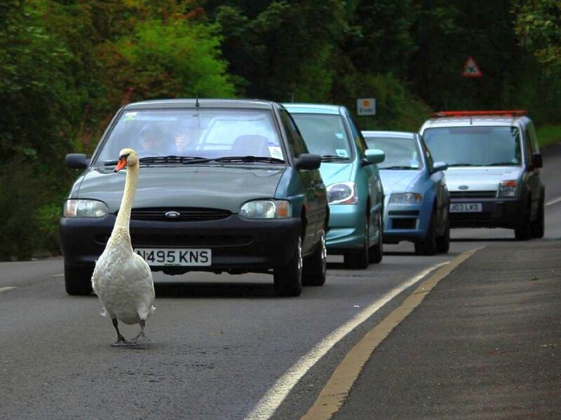 Swan on a road with cars