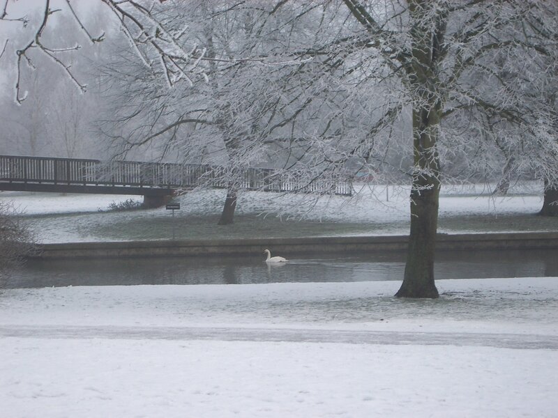 Swan on a snowy river