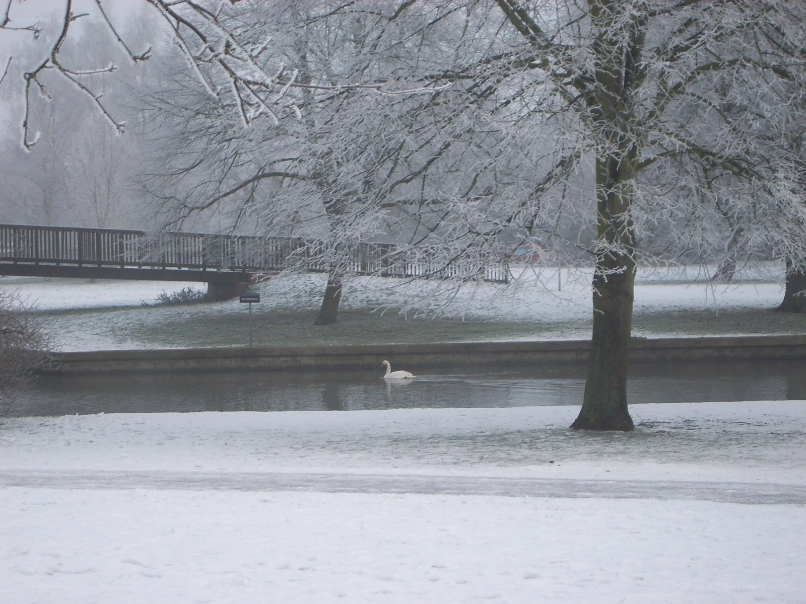 Swan on a snowy river