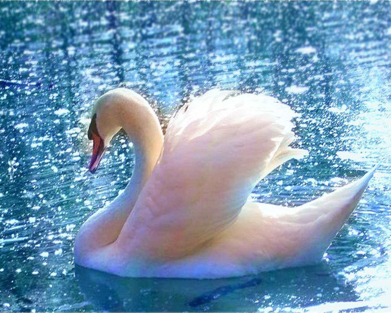 Swan on a sparkling lake
