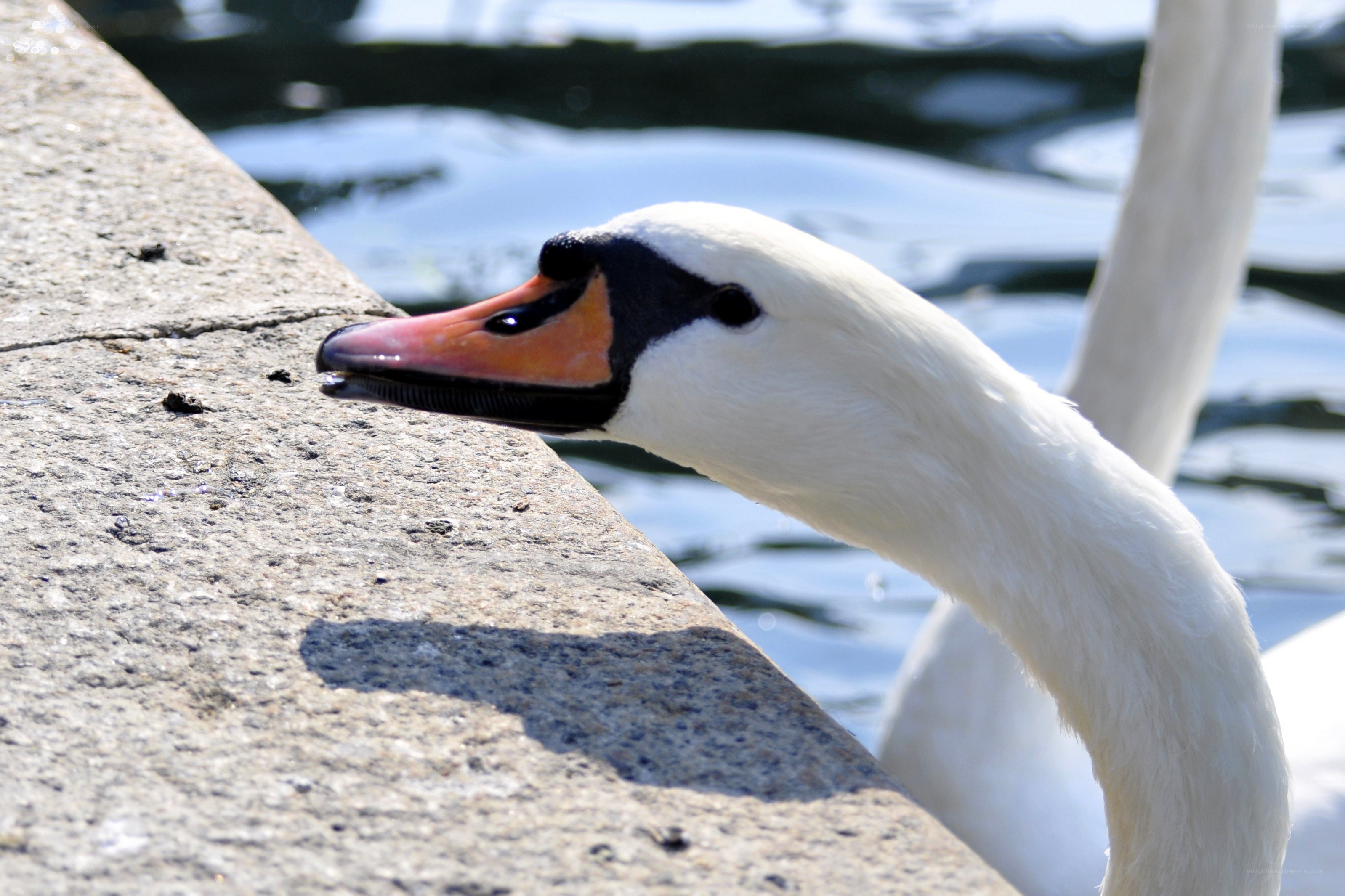 swan on a stone ledge