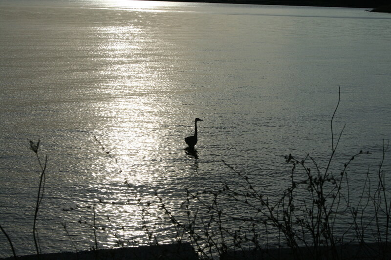 Swan on a sunlit lake