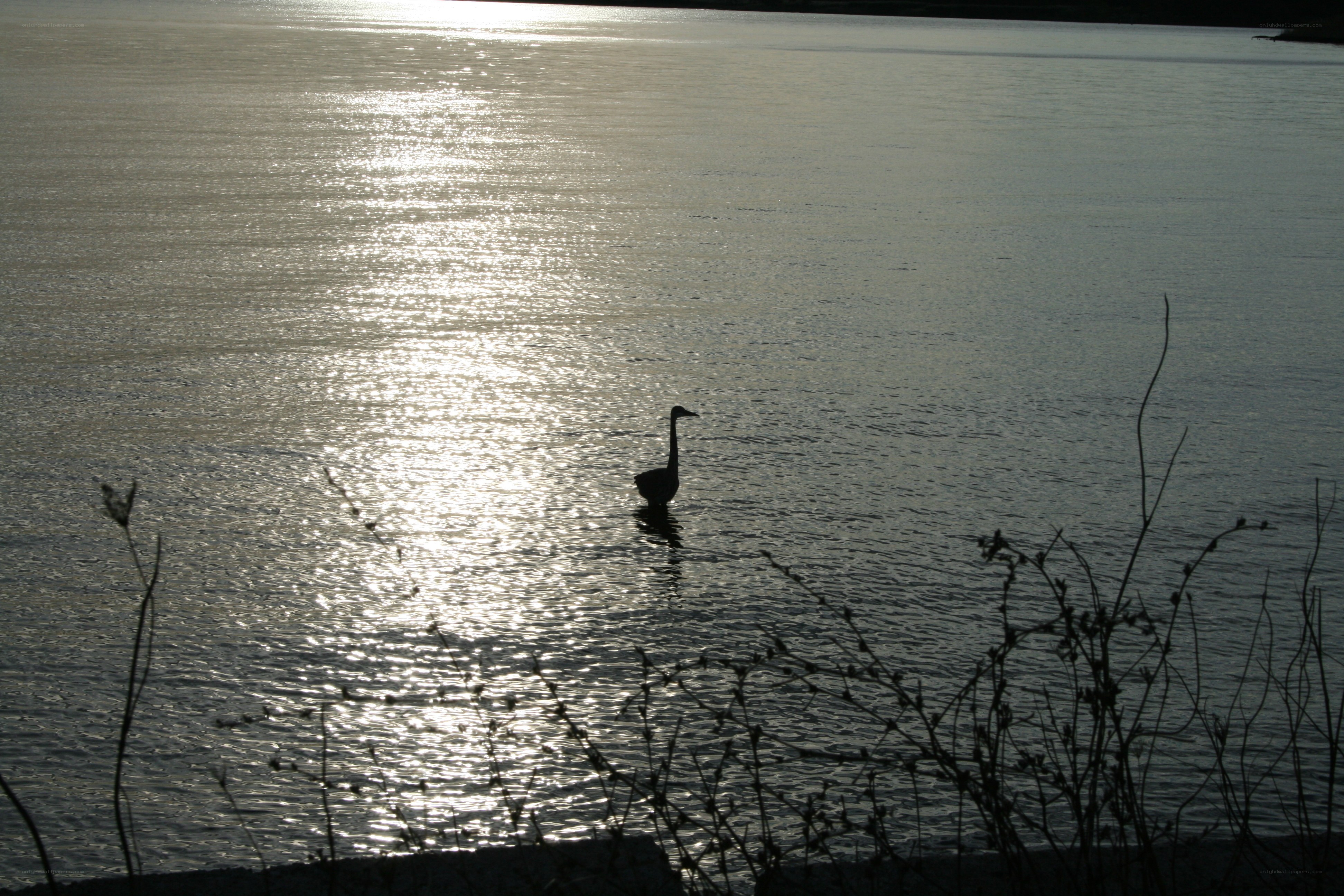 Swan on a sunlit lake