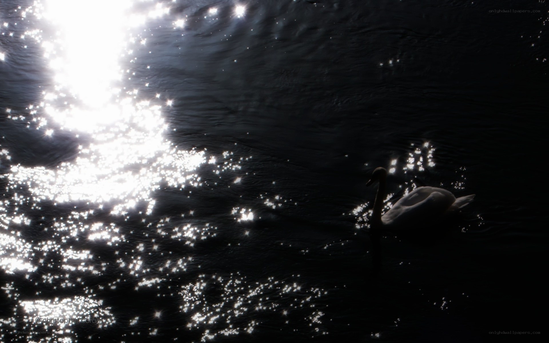 Swan on a sunlit lake