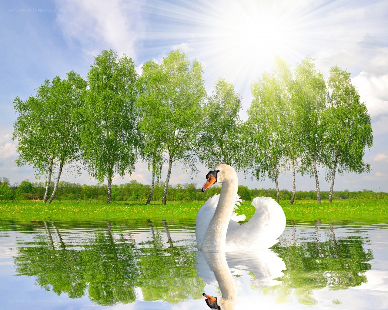 Swan on a sunny lake