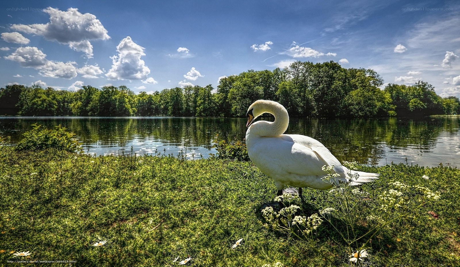 Swan on a sunny lakeside