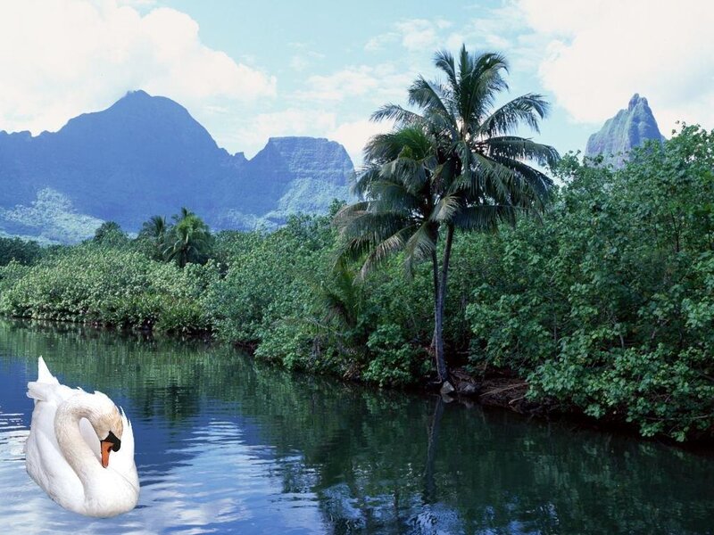 Swan on a tropical river