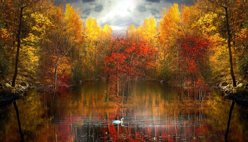 Swan on Autumn Lake — Orange