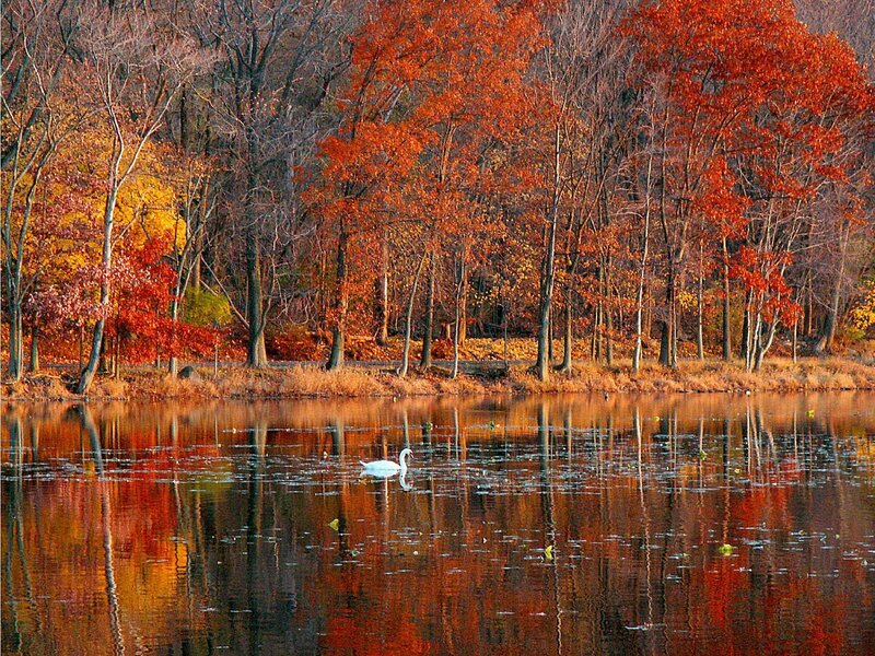 Swan on autumn lake