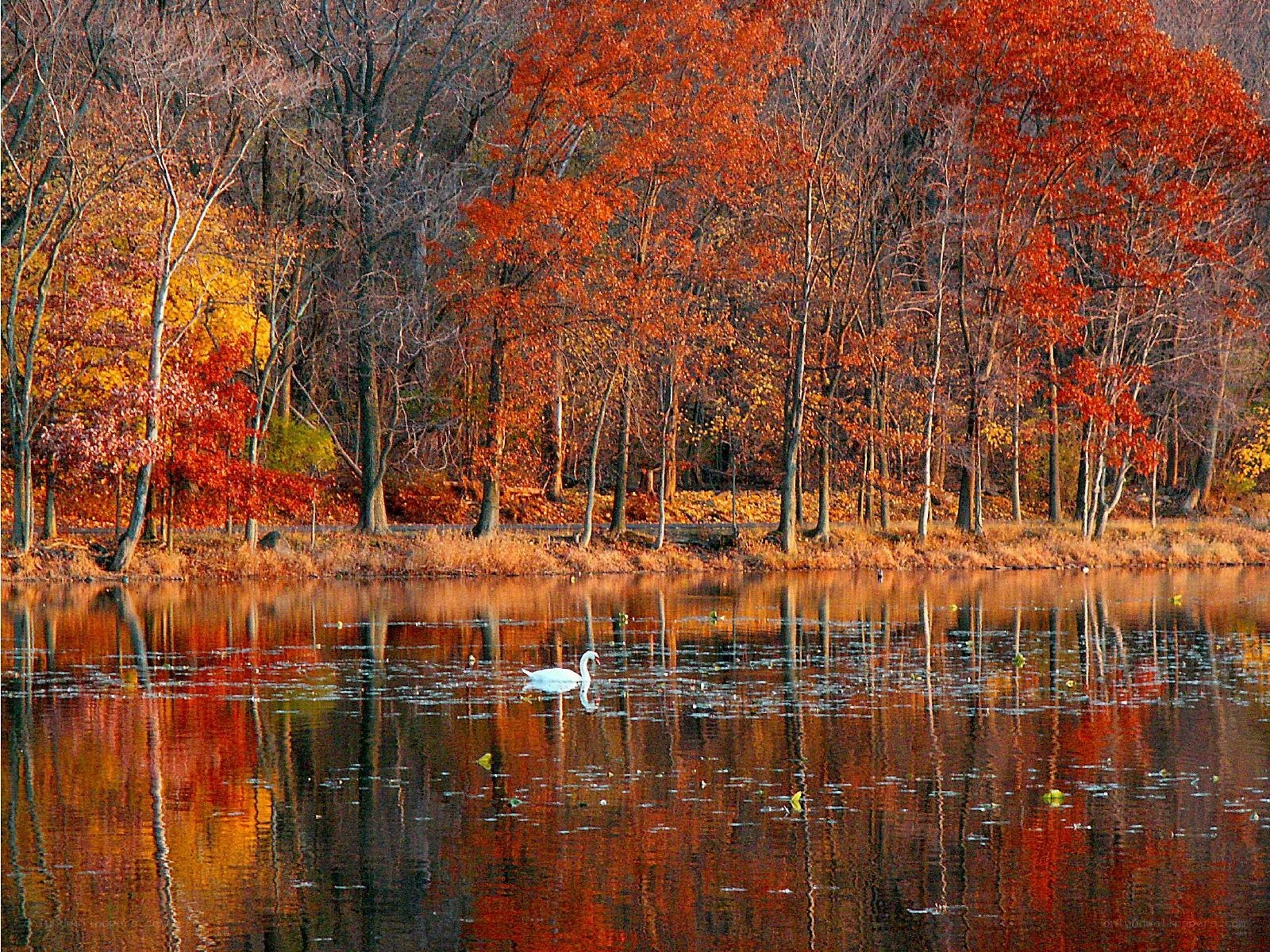 Swan on autumn lake