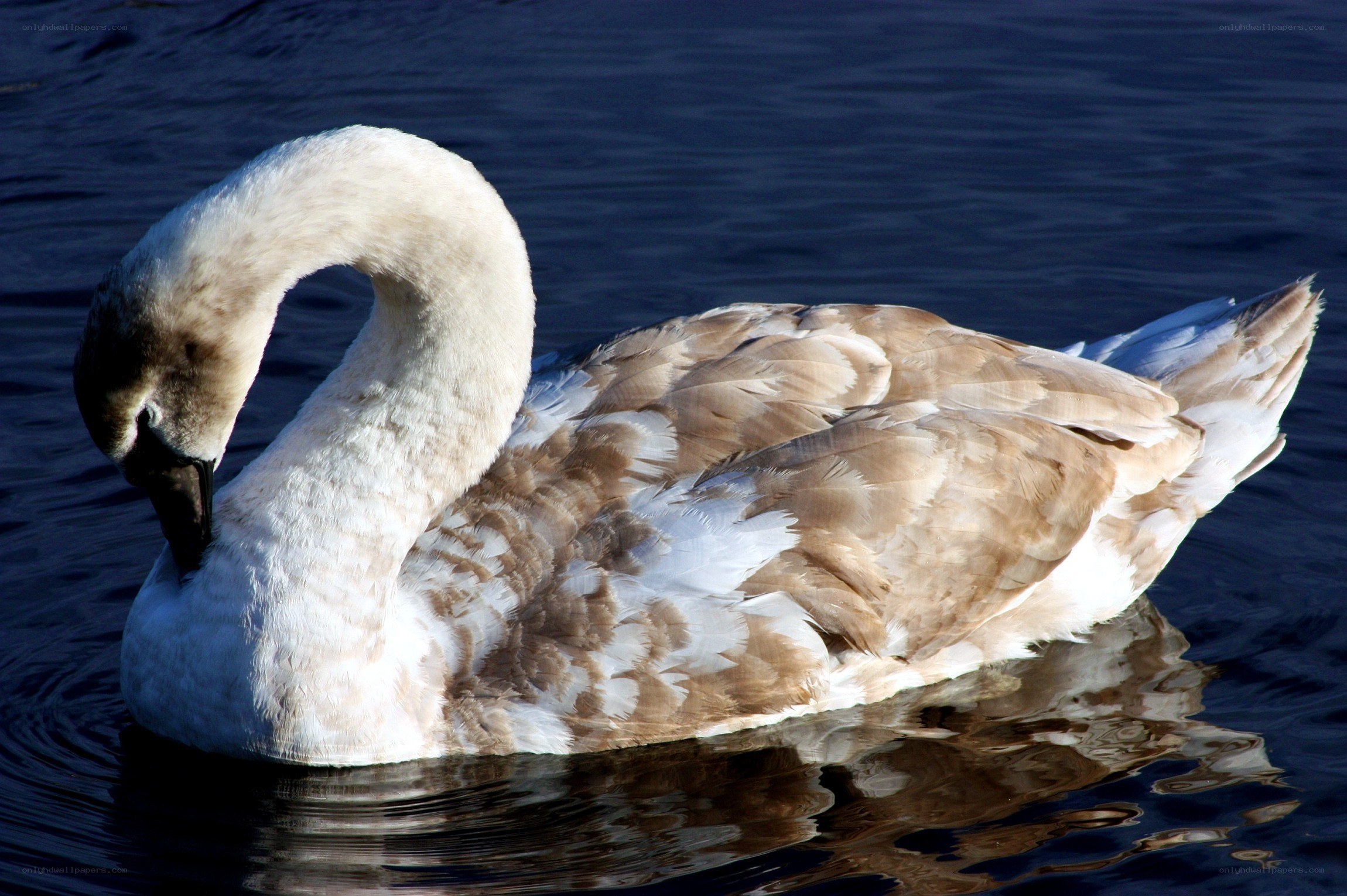 swan on calm water