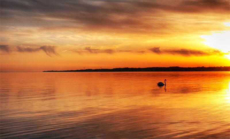 Swan on Calm Water — Orange
