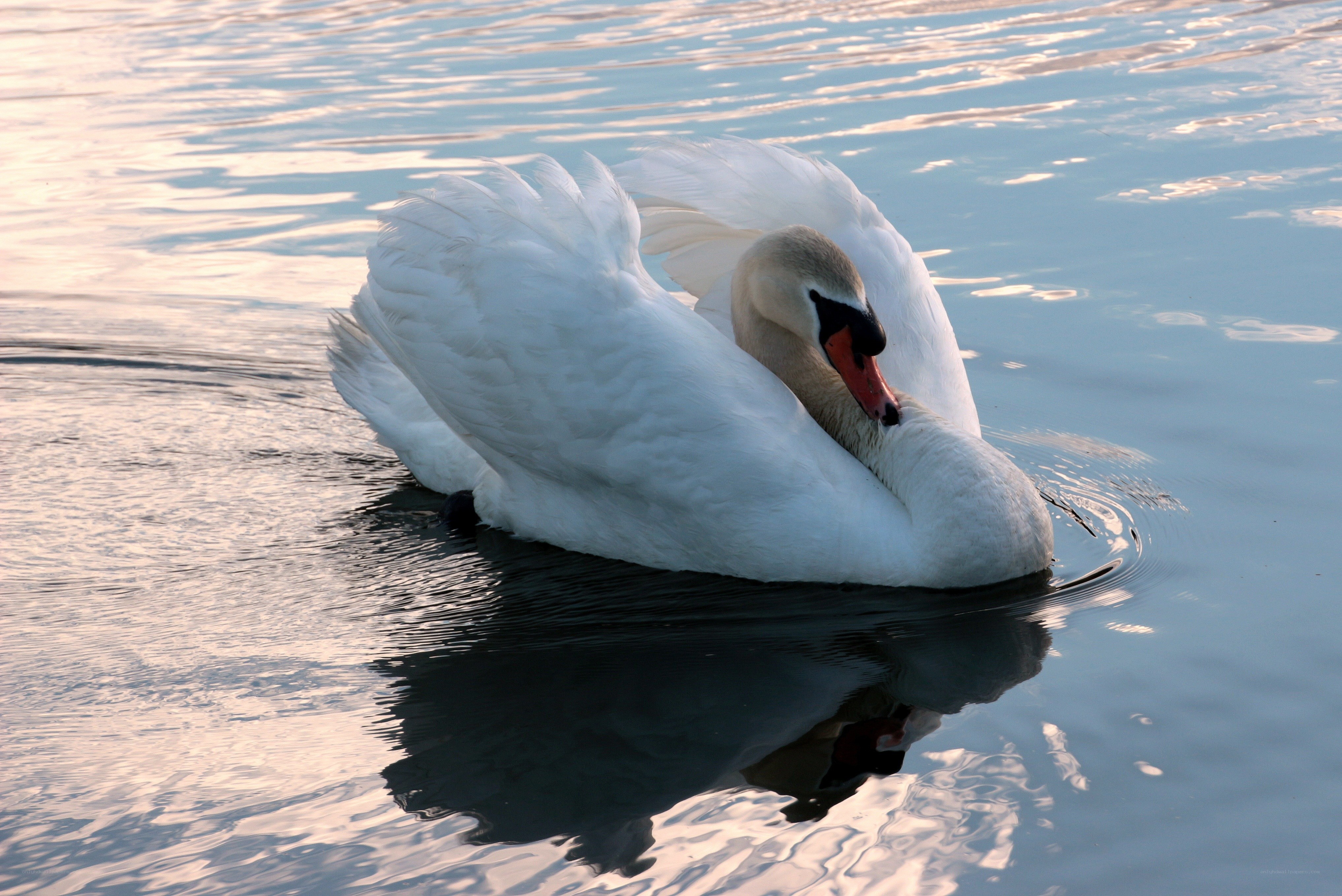 Swan on calm water