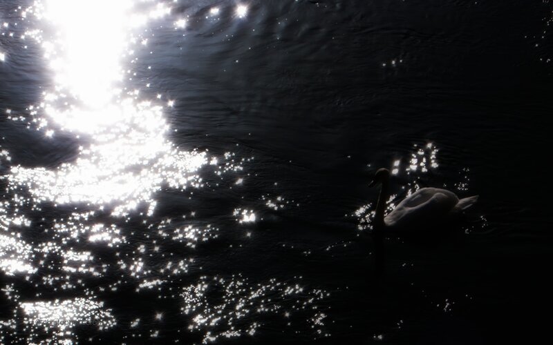 Swan on Dark Water — Black, Serene