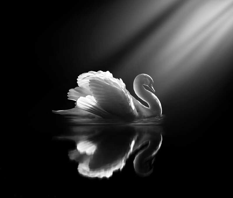 Swan on Dark Water — Black
