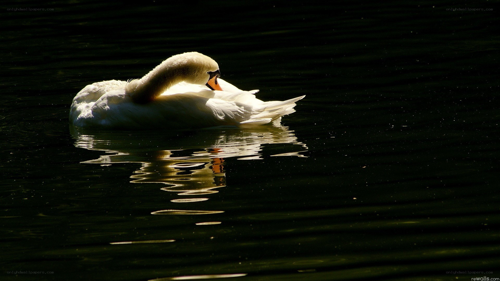 swan on dark water