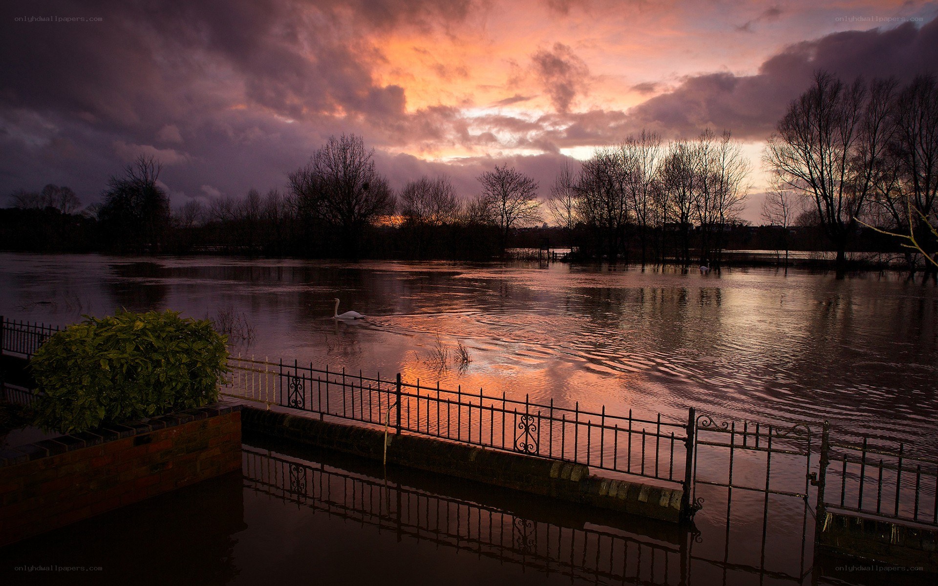 Swan on flooded river at sunset