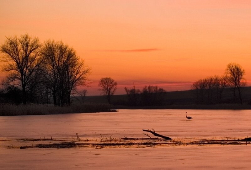 Swan on Frozen Lake