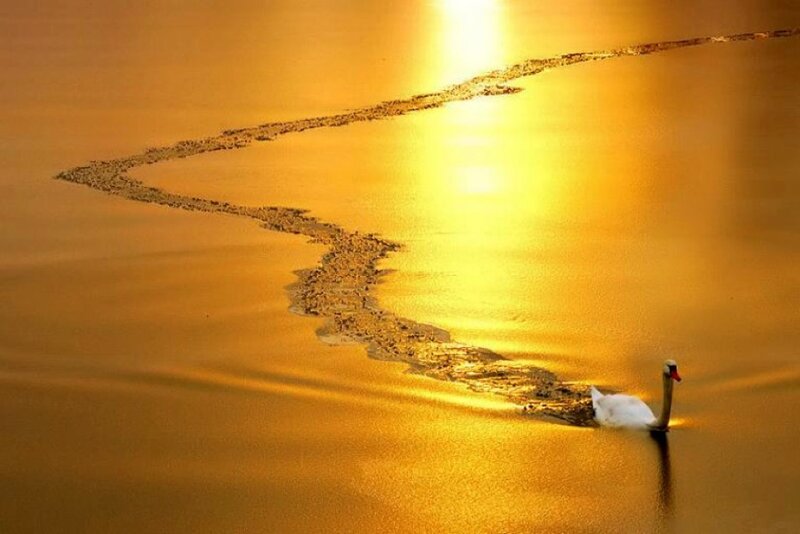 Swan on golden water