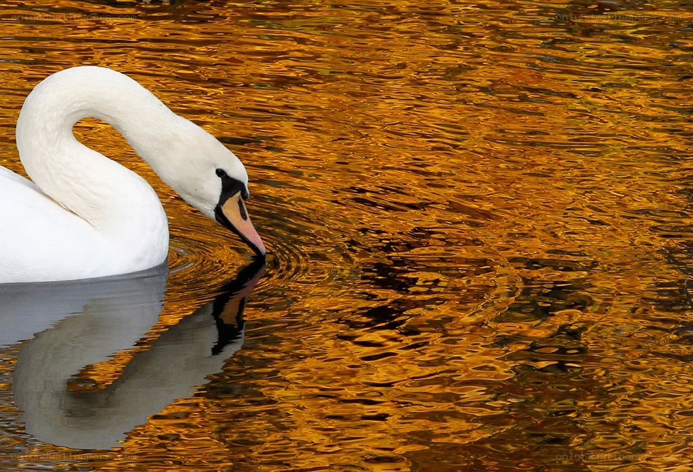 Swan on golden water