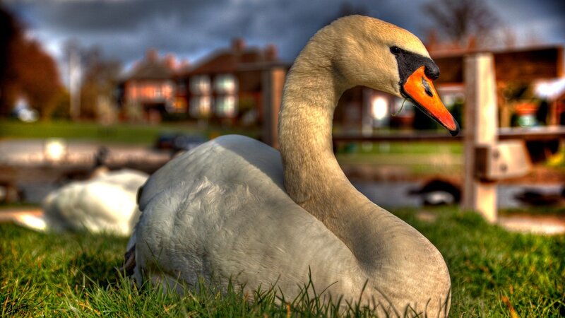 Swan on Grass