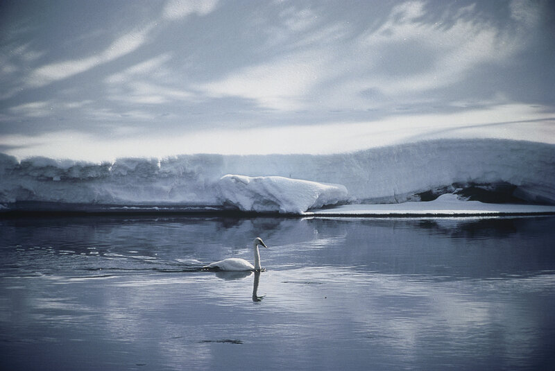 Swan on icy water