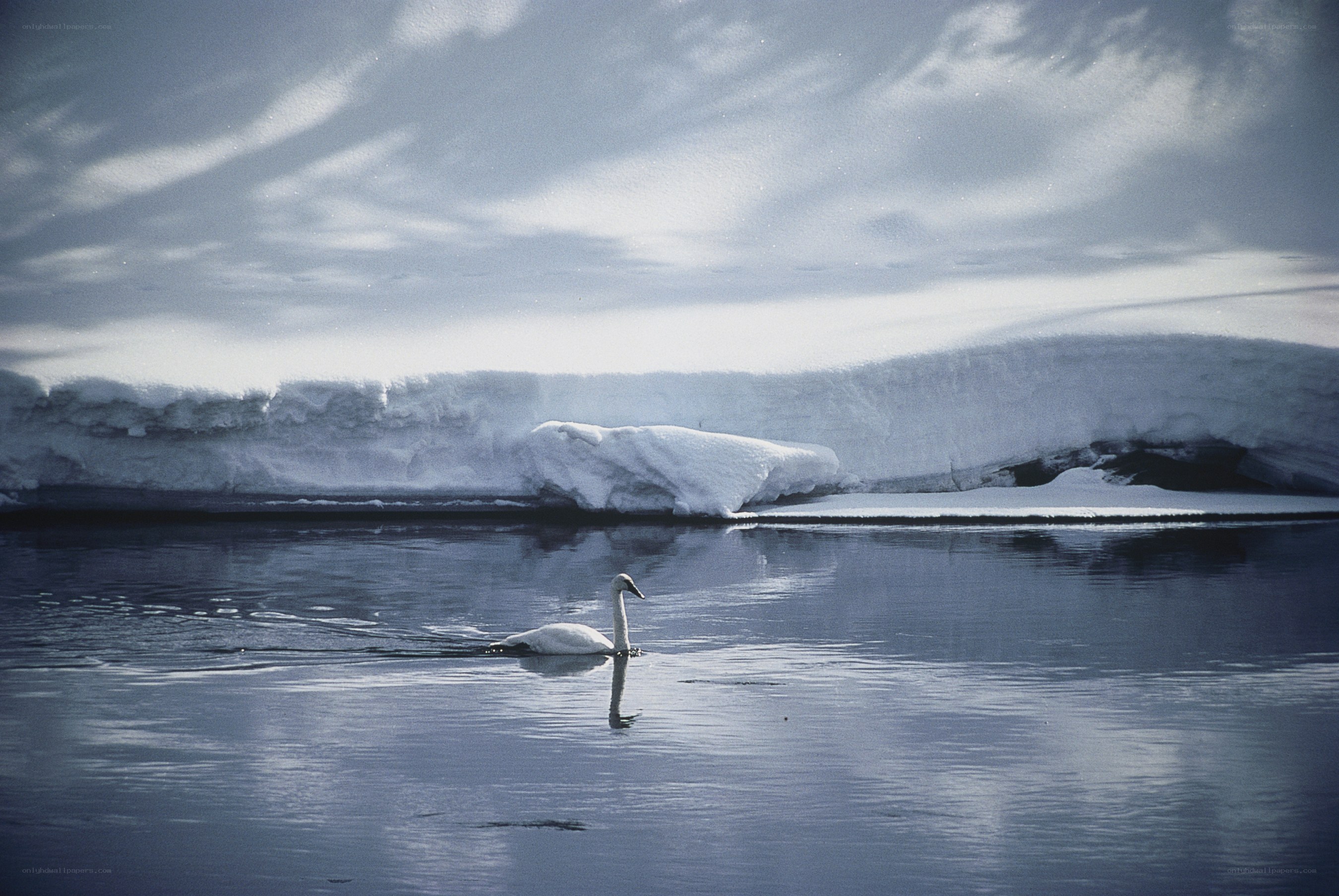Swan on icy water