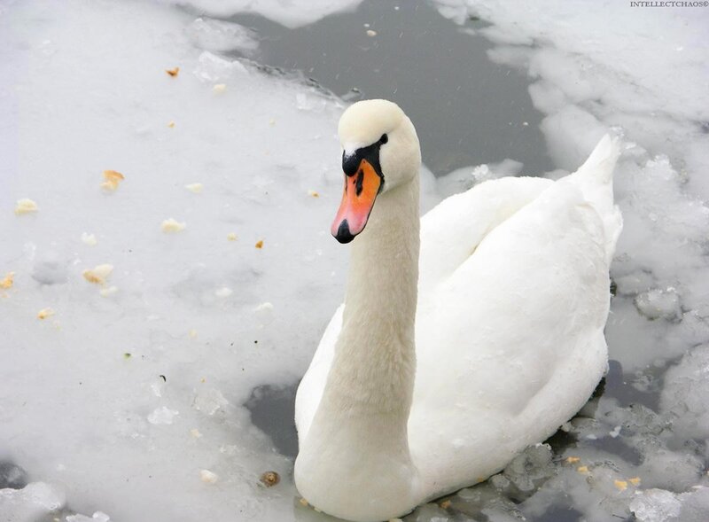 Swan on icy water