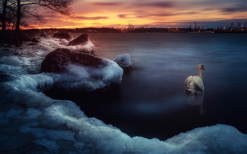 Swan on Icy Water — Blue, Serene