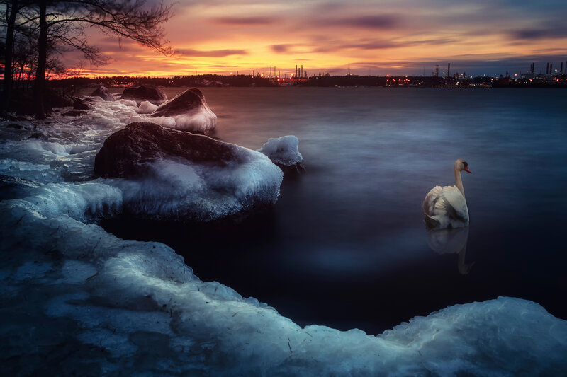 Swan on Icy Water — Blue