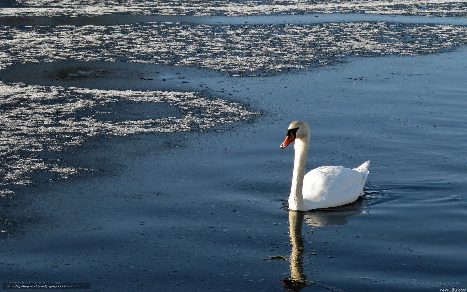 Swan on icy water