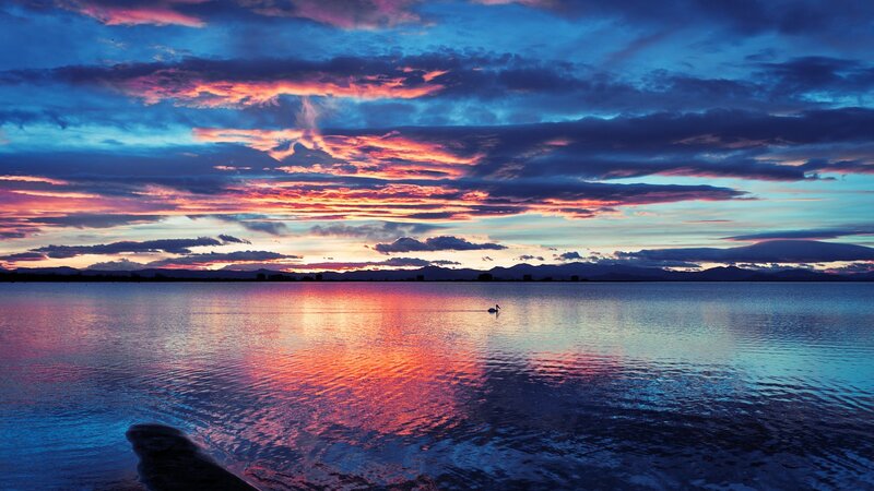 Swan on Lake at Sunset — Blue