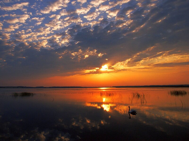 Swan on Lake at Sunset — Orange, Serene, Photograph, Sun, Clouds