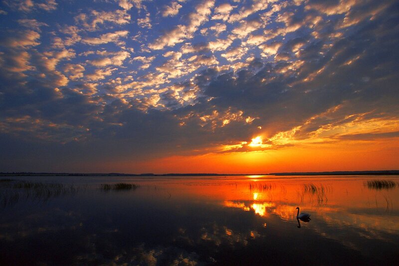 Swan on Lake at Sunset — Orange, Serene, Photograph, Sun, Clouds, Water