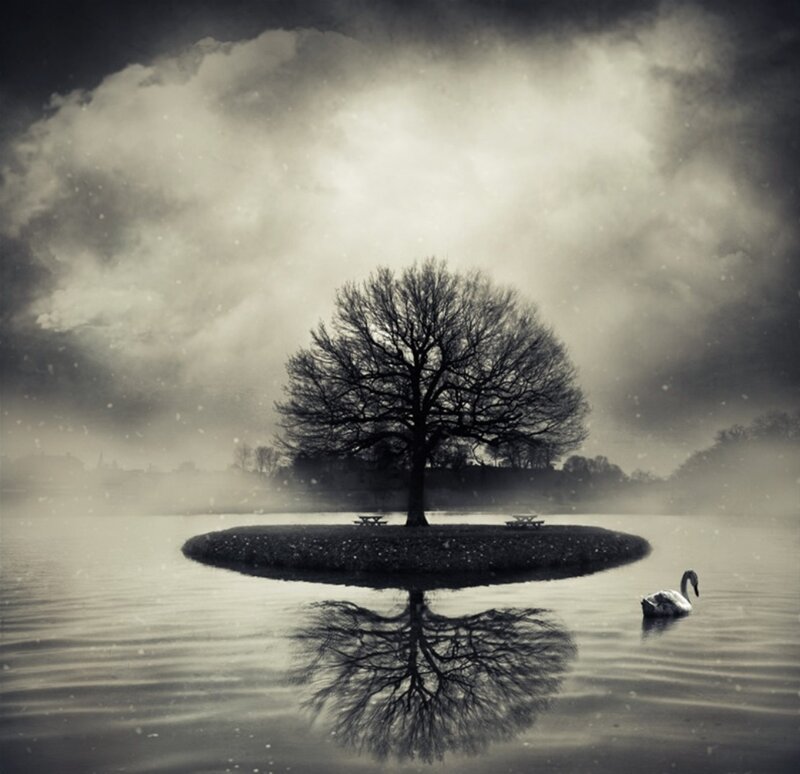 Swan on Lake — Black