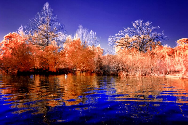 Swan on Lake — Blue, Serene, Autumn