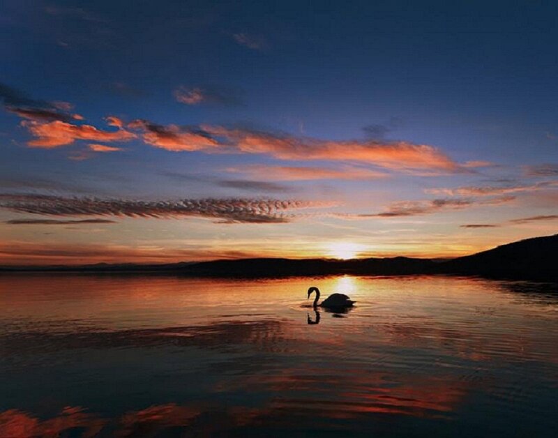 Swan on Lake — Blue, Serene