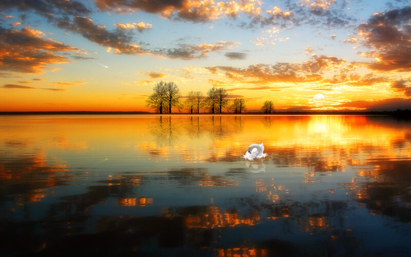 Swan on Lake
