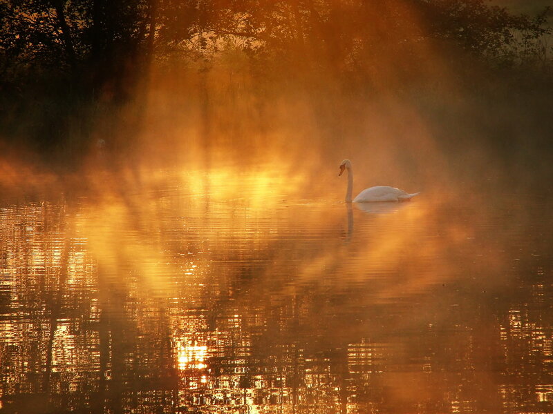 Swan on misty lake at sunrise
